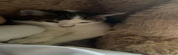 Domestic Shorthair cats for sale:  **  kitten  in Bolton - Advert 3