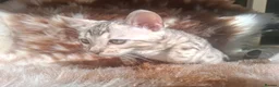 Bengal cats for sale: Show Quality Bengal Kittens – 5★ Licensed Cattery - Advert 38