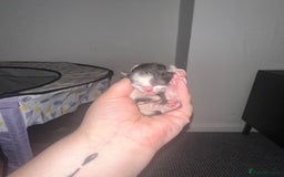 Mixed Breed cats for sale: Half sphinx and half short haired kittens  - Image 4