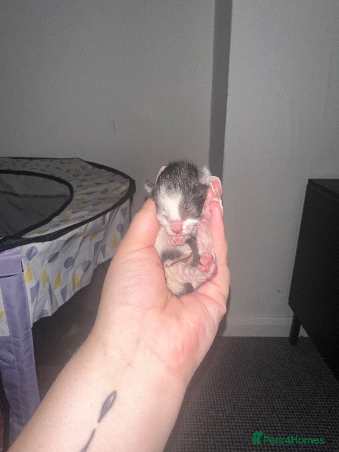 Mixed Breed cats for sale: Half sphinx and half short haired kittens  - Image 4