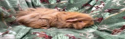 Guinea Pig rodents for sale: Guinea pigs looking for amazing forever homes - Advert 2