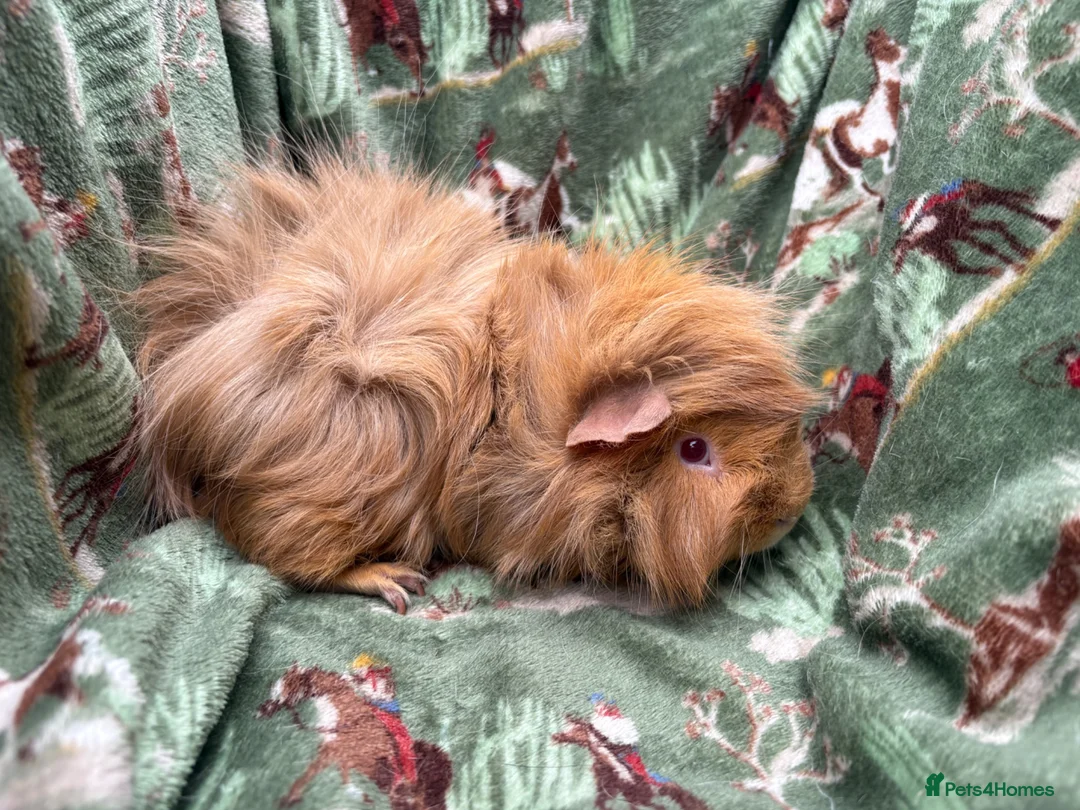 Guinea Pig rodents for sale: Guinea pigs looking for amazing forever homes - Advert 2