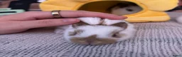 Mixed Breed rabbits for sale: Gorgeous mixed dwarf lop bunnies  - Advert 27