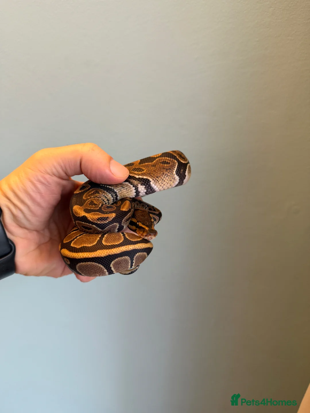 Python Snake reptiles for sale: Juvenile Royal Pythons from £10 - Advert 5