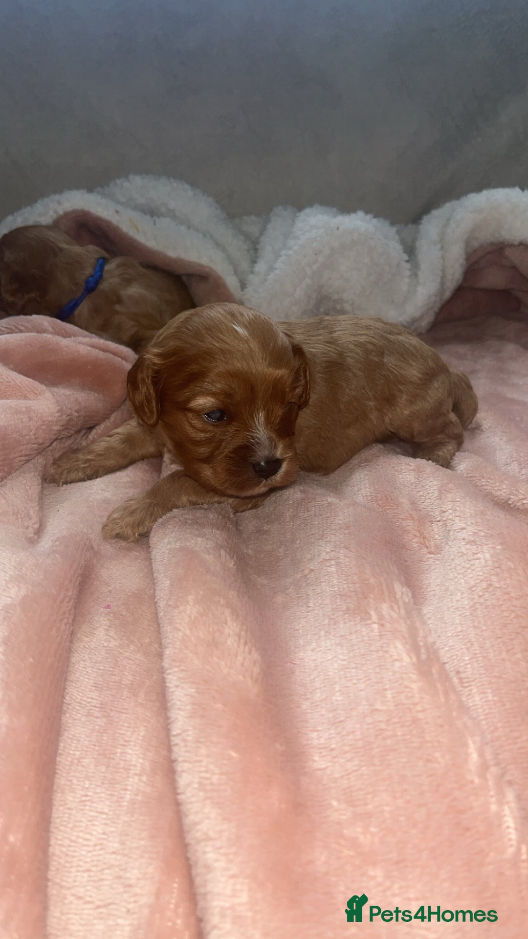 Cavapoo dogs for sale: F1 Cavapoos  - Image 8