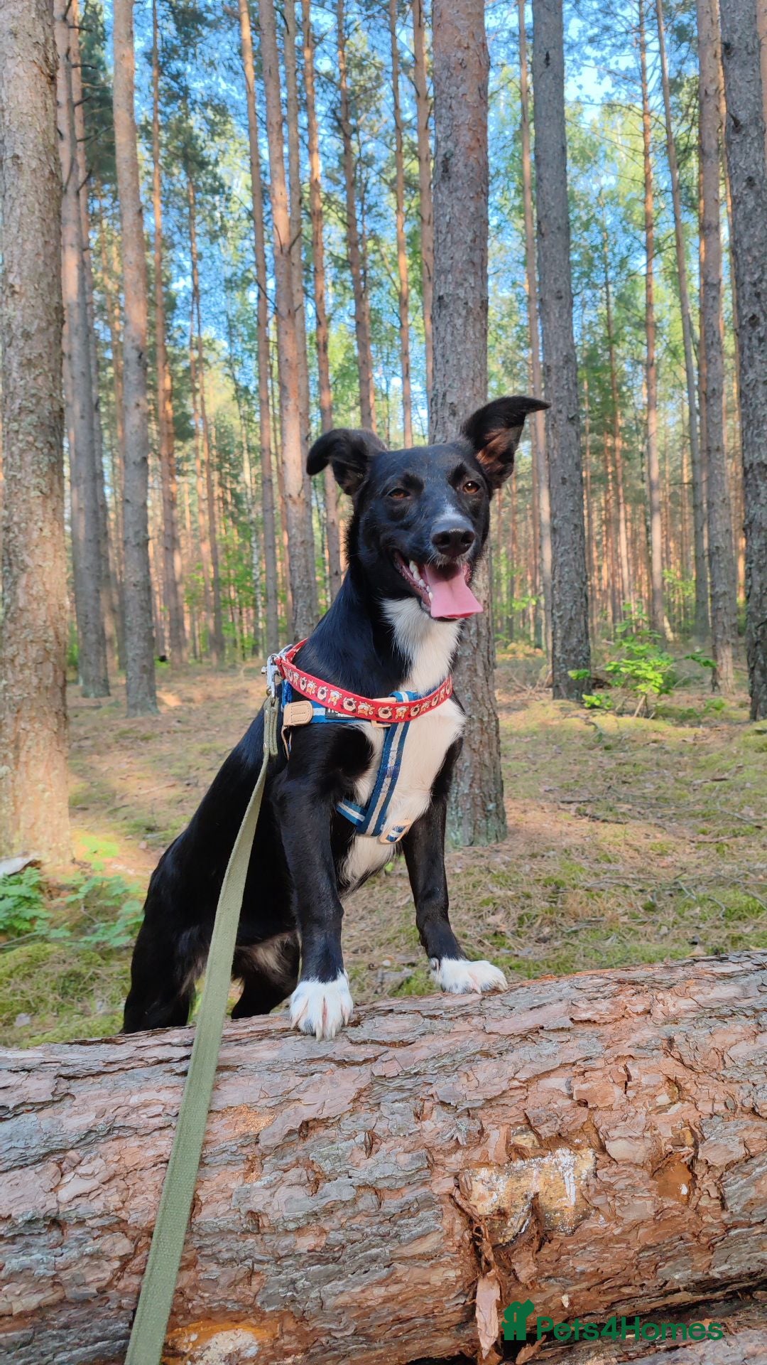 Border Collie dogs NICOLE – Border Collie (Female) - Advert 18