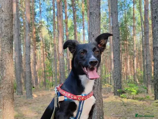 Border Collie dogs NICOLE – Border Collie (Female) - Advert 14