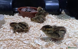 Quail poultry for sale:  Day old quail chicks  - Image 2