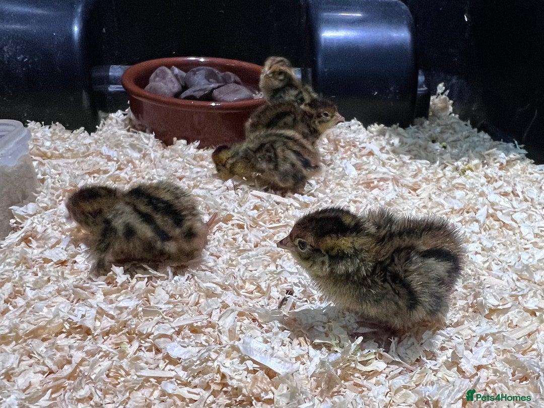 Quail poultry for sale:  Day old quail chicks  - Image 2