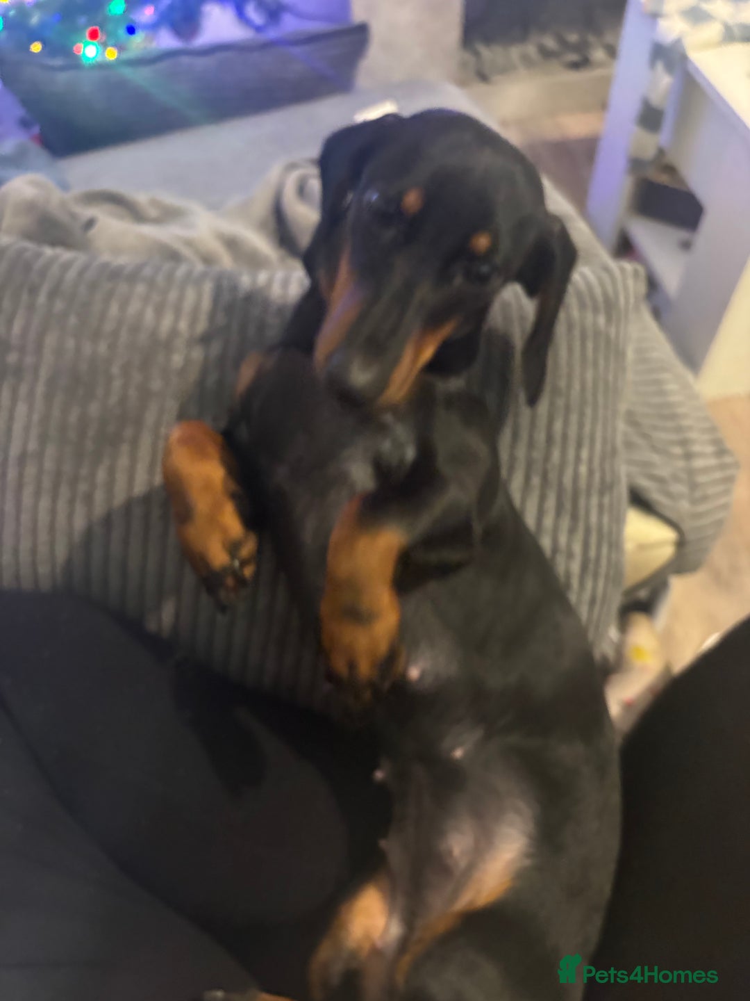 Dachshund dogs for sale: 10 month old girl  - Advert 2