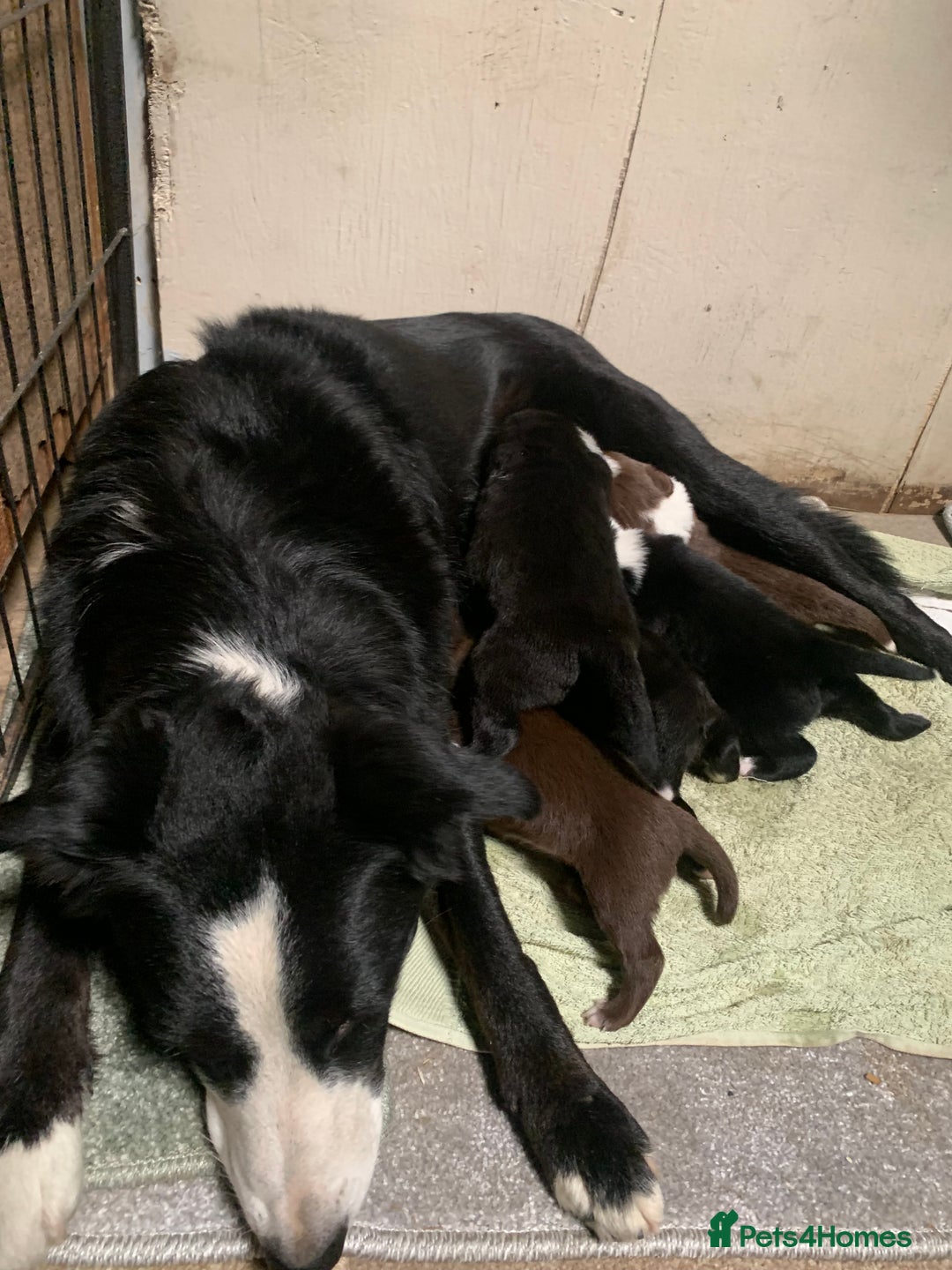 Border Collie dogs for sale: Border collie puppies - Image 4