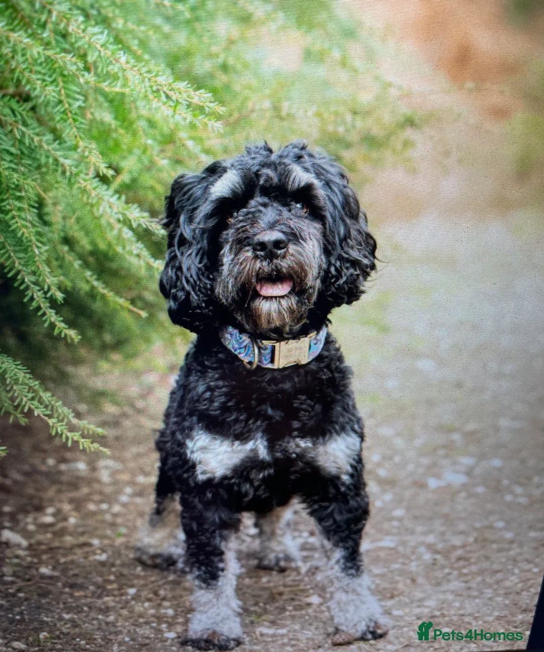 Cockapoo dogs for stud: F1 tri coloured phantom cockapoo for stud in Bournemouth - Advert 11