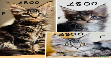 Maine Coon cats - Advert 7