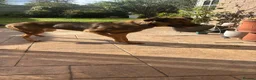Mixed Breed dogs for sale: Belgian malinois shepherd  in Burton-on-Trent - Advert 4