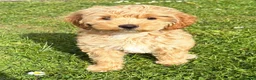 Labradoodle dogs for sale:  Australian labradoodles miniature  - Advert 16