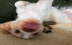 Cocker Spaniel dogs for sale: Working Cocker Spaniels - Image 16