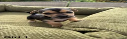 Jack Russell dogs for sale: Black & Tan Jack Russell Puppies  in Richmond - Advert 8