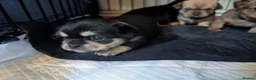 Mixed Breed dogs for sale: Shih Chi X chihuahua Frenchie - Advert 5