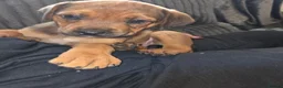 Mixed Breed dogs for sale: Beautiful coloured pups - Advert 11