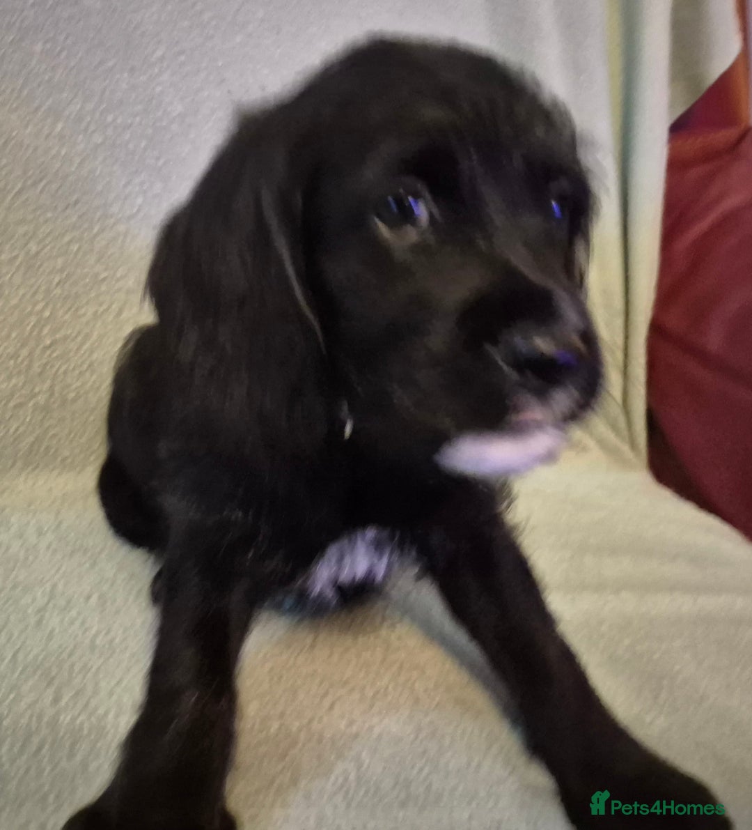 Mixed Breed dogs for sale: Beagle cross puppies for sale - Advert 18