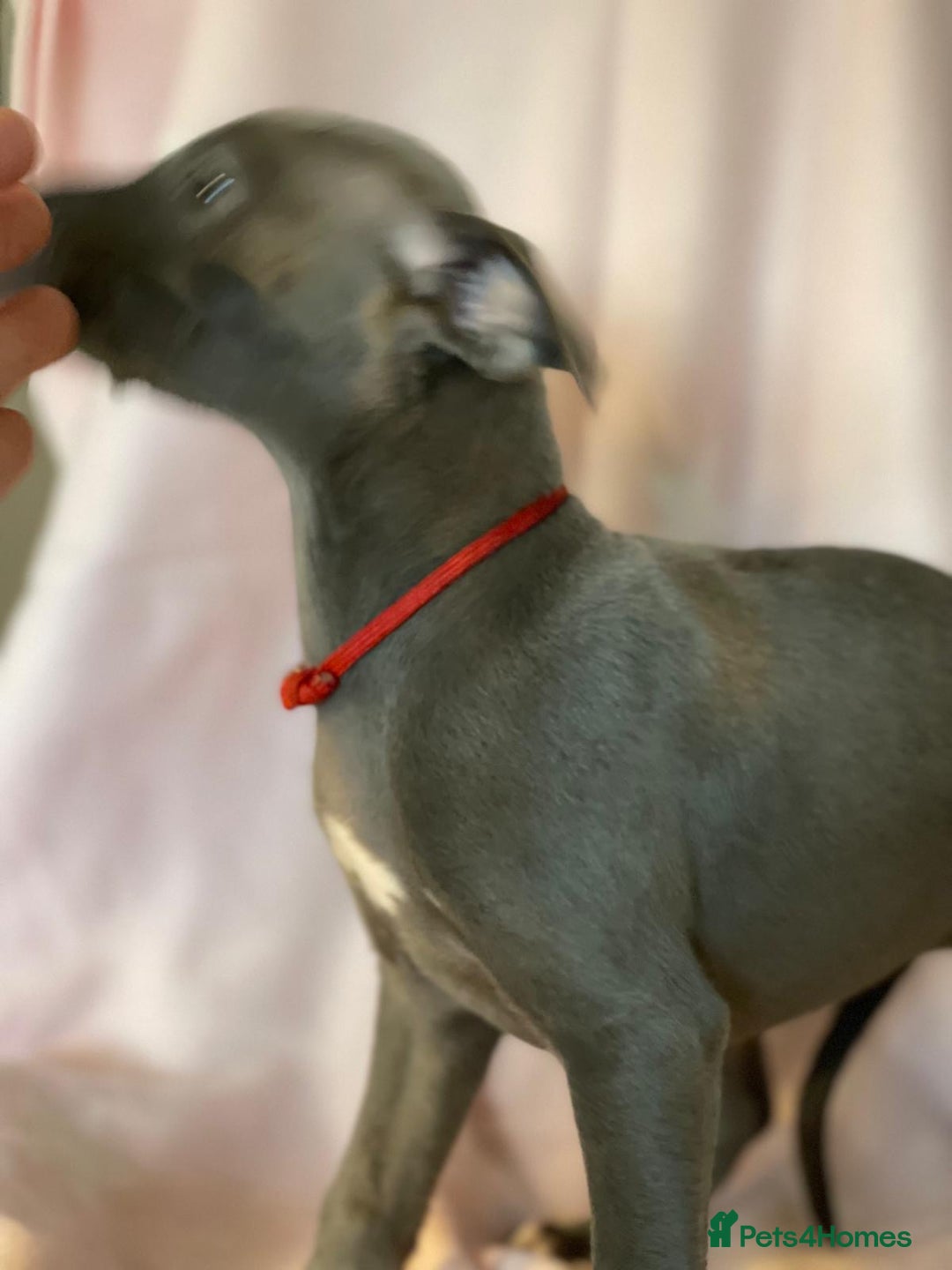Whippet dogs for sale: Blue whippet puppies for sale - Image 19