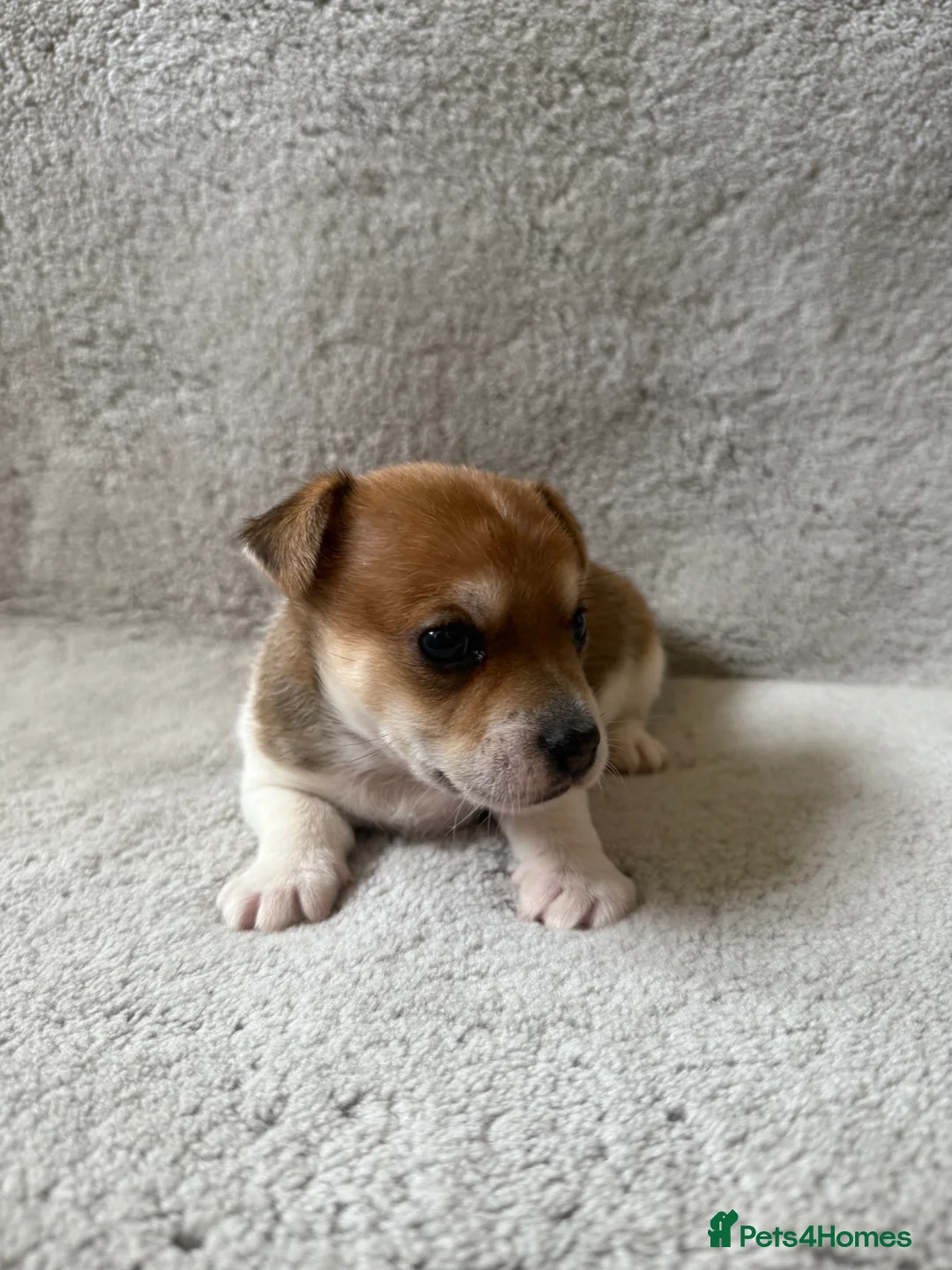 Jack Russell dogs for sale: JackRussle puppy boy - Advert 2