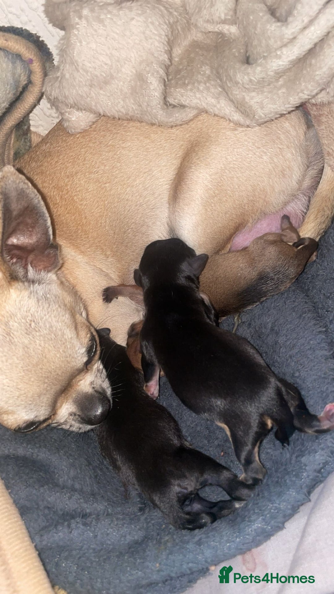 Chihuahua dogs for sale: Chihuahua puppies  - Image 14