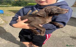 German Shorthaired Pointer dogs for sale: German Shorthaired Pointer Puppies - Image 4