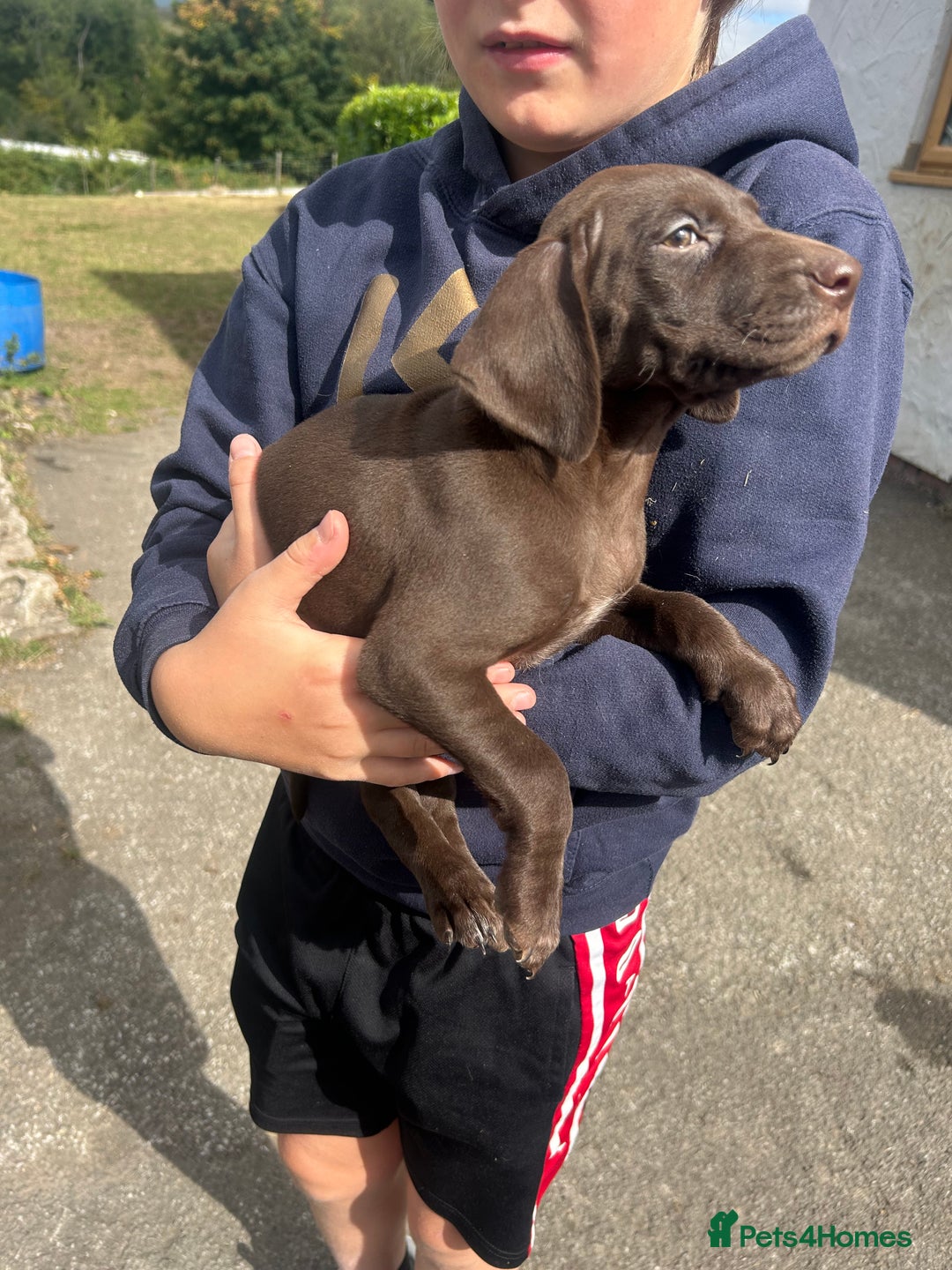 German Shorthaired Pointer dogs for sale: German Shorthaired Pointer Puppies - Image 4
