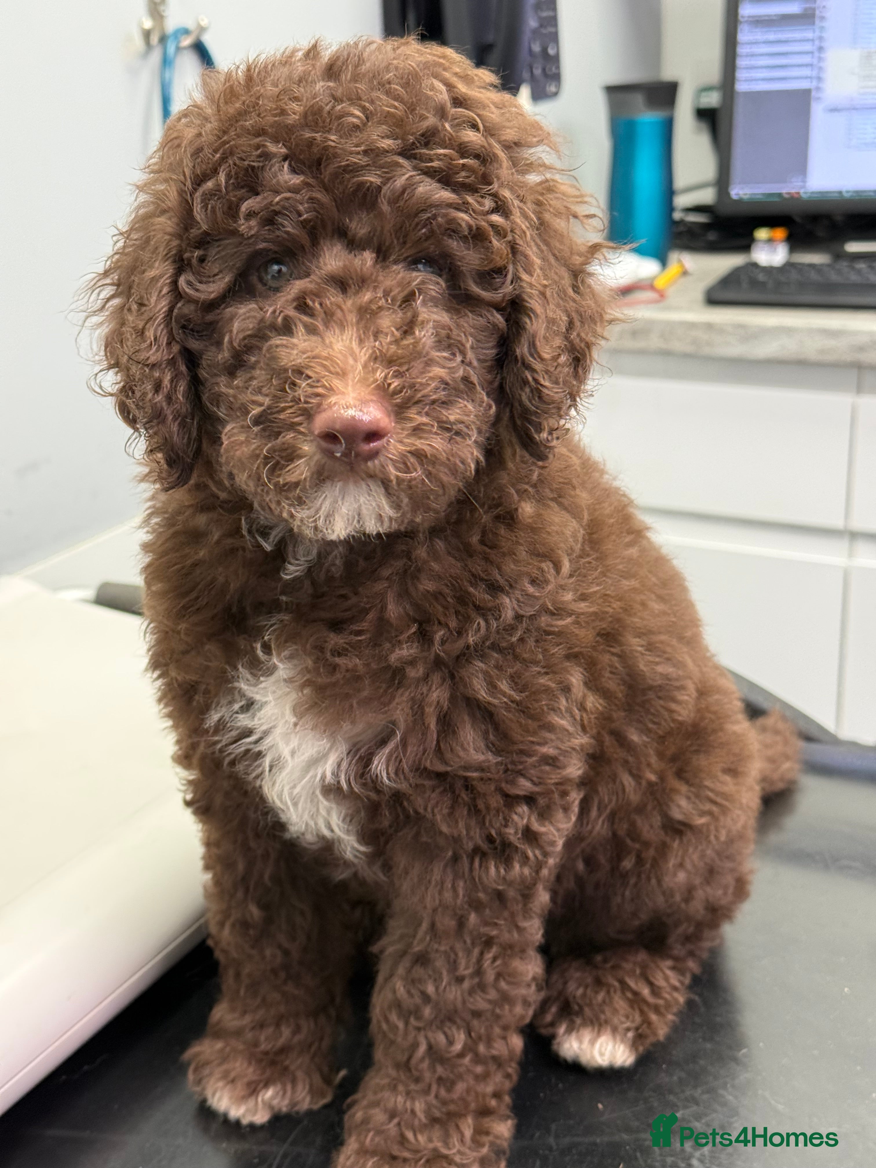 Bernedoodle dogs Ready to go Miniature health tested Bernedoodles - Advert 10