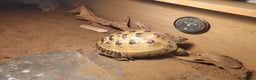 Tortoise reptiles for sale: Russian Tortoise  - Advert 2