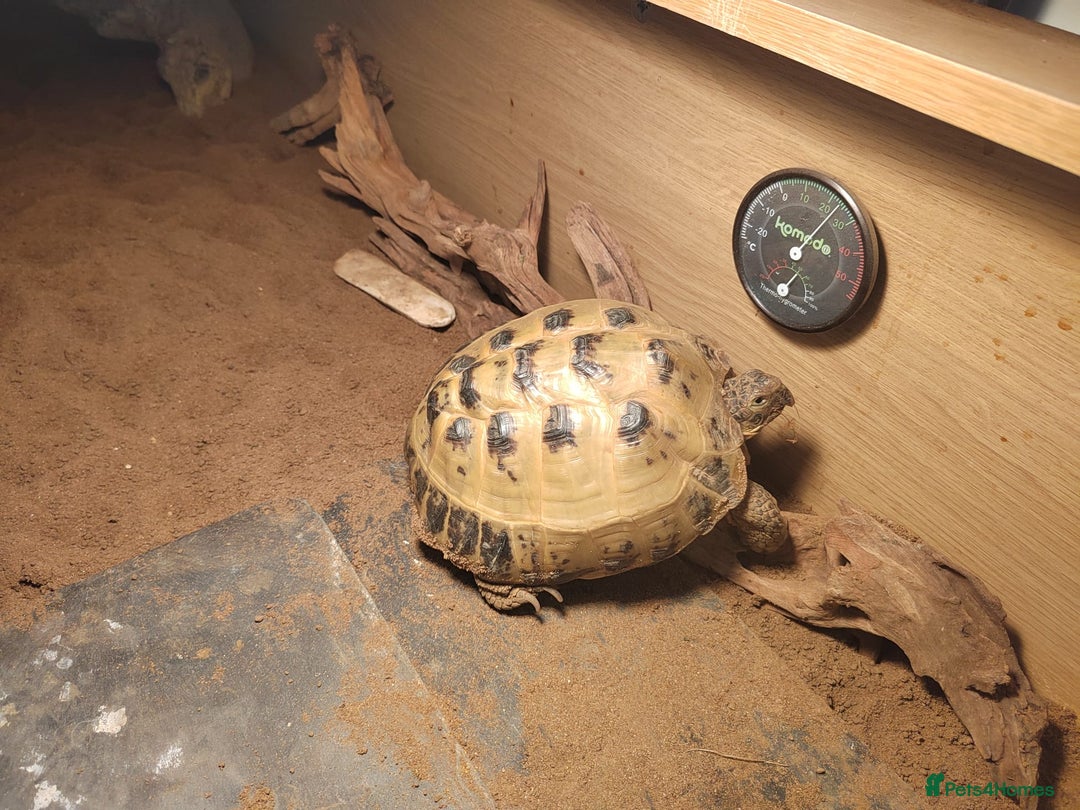 Tortoise reptiles for sale: Russian Tortoise  - Advert 2