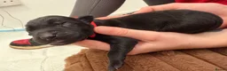 Mixed Breed dogs for sale: 🐾🖤 BELGIAN MALINOIS × BLUE LABRADOR PUPPIES 🖤🐾 - Advert 9