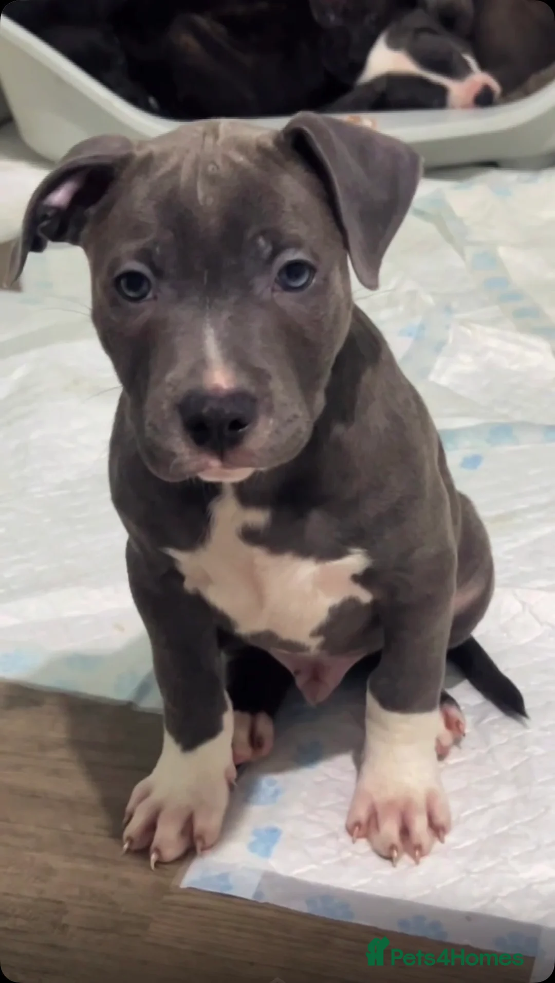 Mixed Breed dogs for sale: Staffy X Rhodesian Ridgeback  - Advert 3