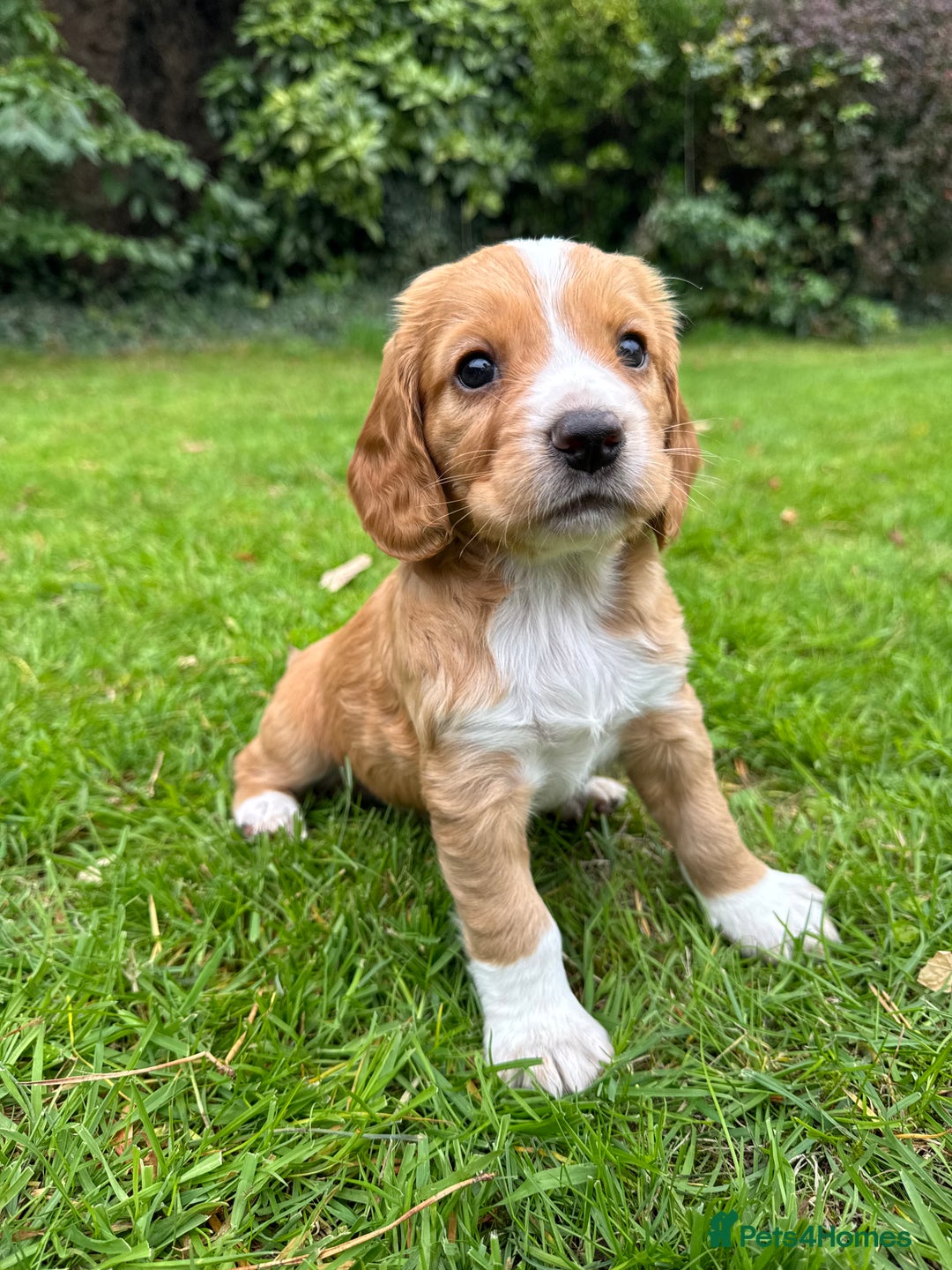 Cocker Spaniel dogs for sale: Stunning Working Cocker Spaniel Puppies - Image 6