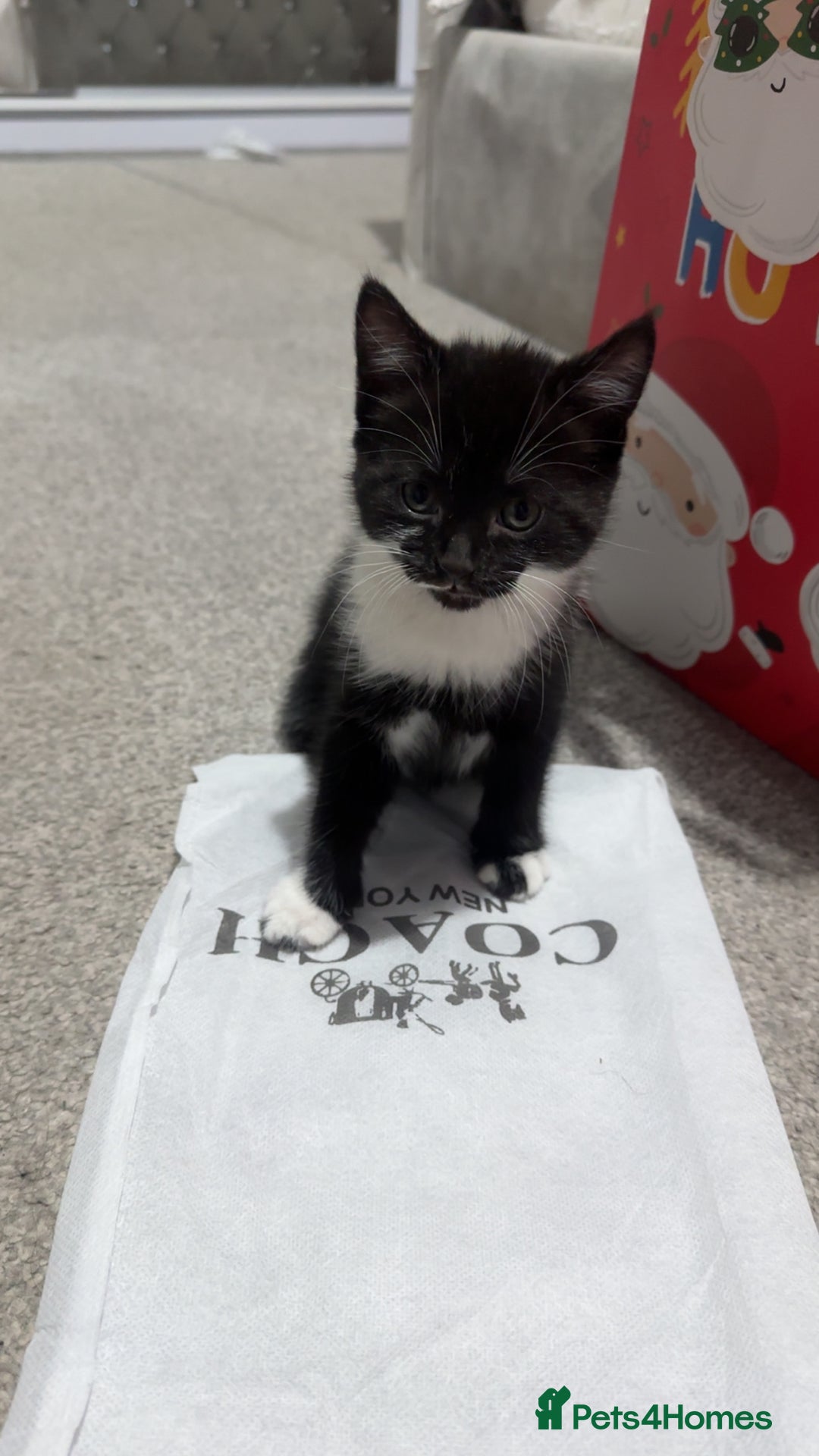 Turkish Van cats for sale: Kittens  - Advert 3