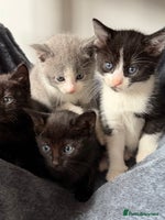 Russian Blue cats Elegant Russian Blue mixed breed, Ready Today! - Advert 2