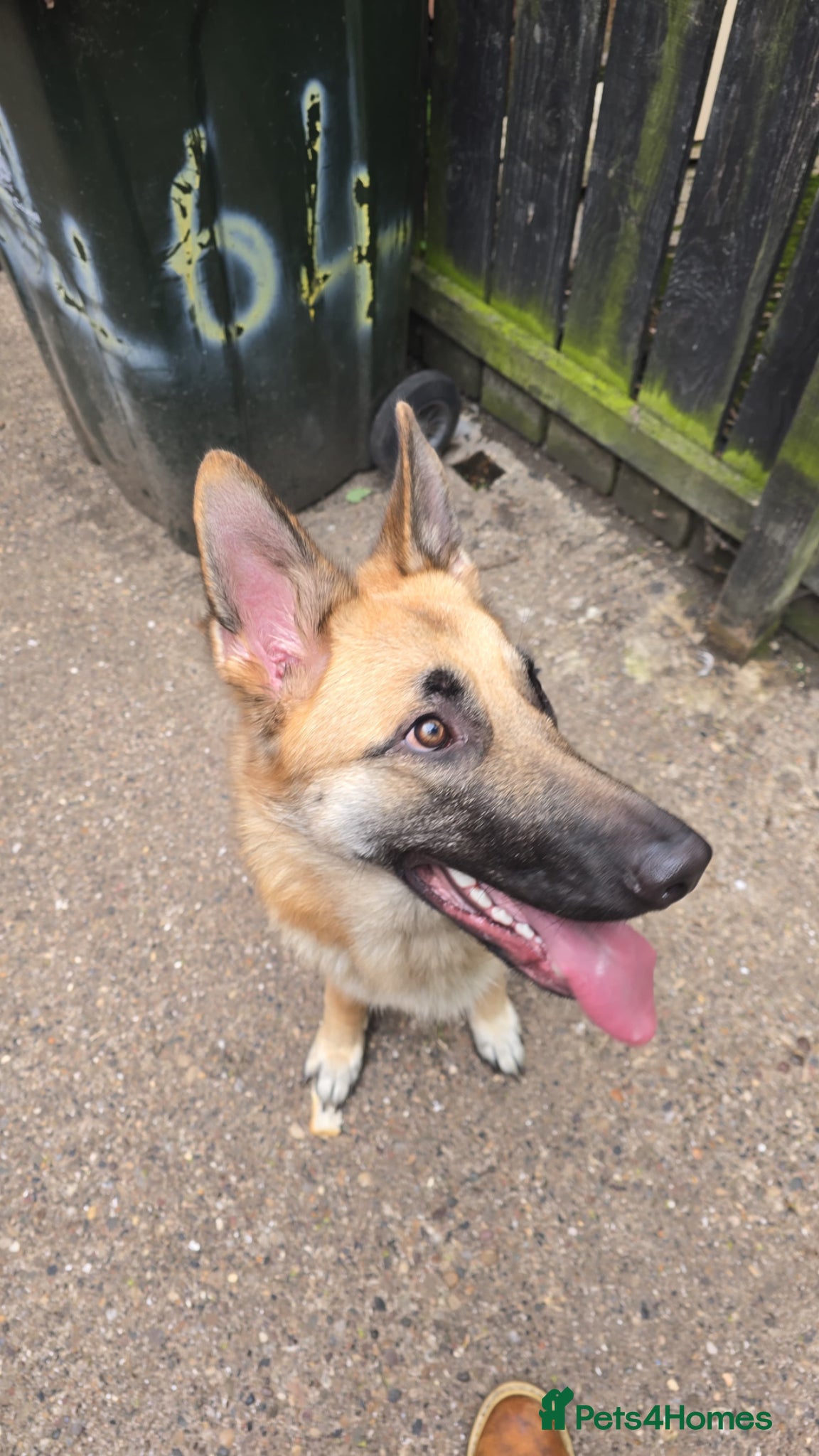 Mixed Breed dogs for sale: Skye the German Shepard  in North Shields - Advert 1