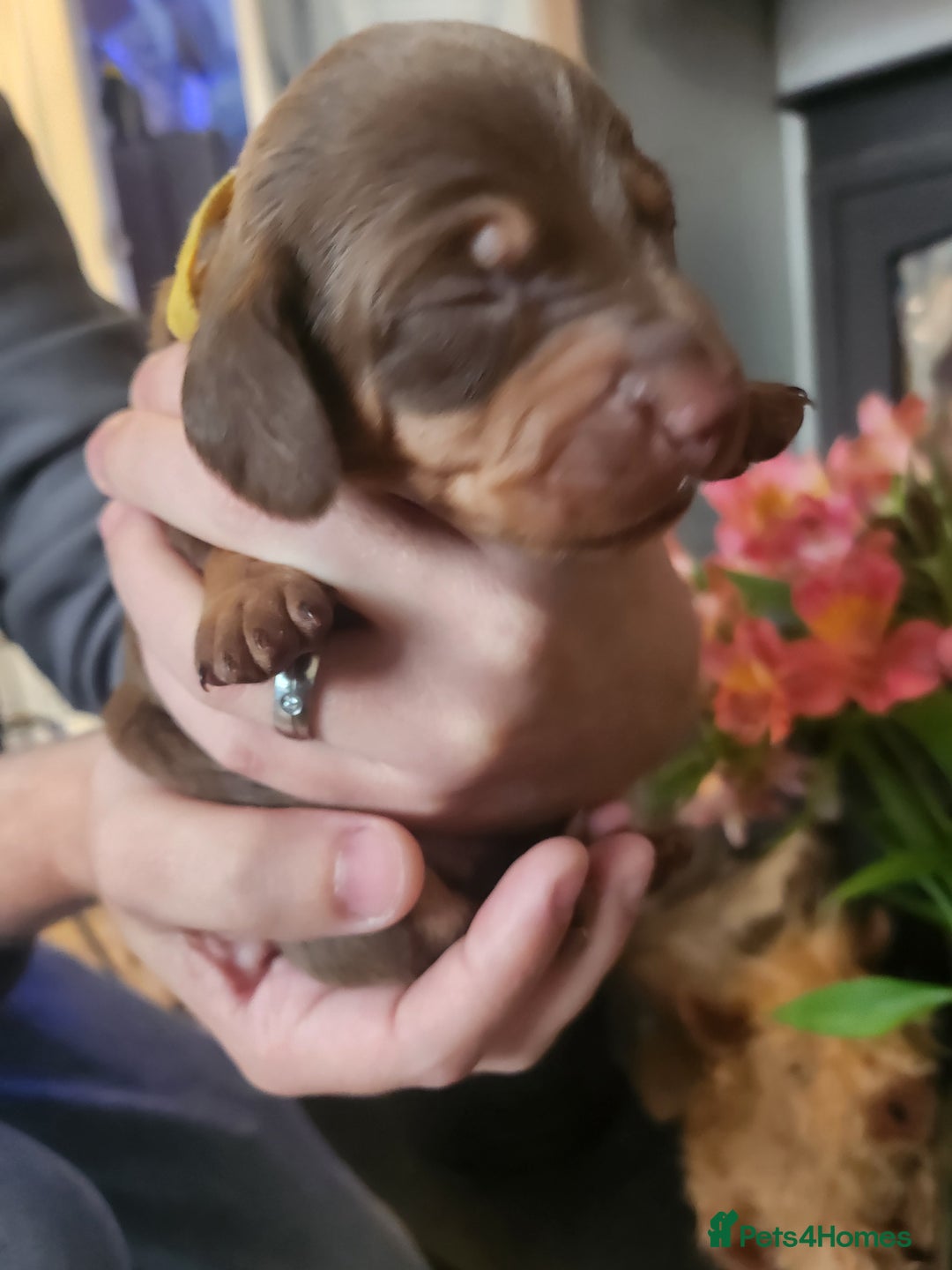 Miniature Dachshund dogs for sale: Chocolate and Tan mini dachshund  - Image 24