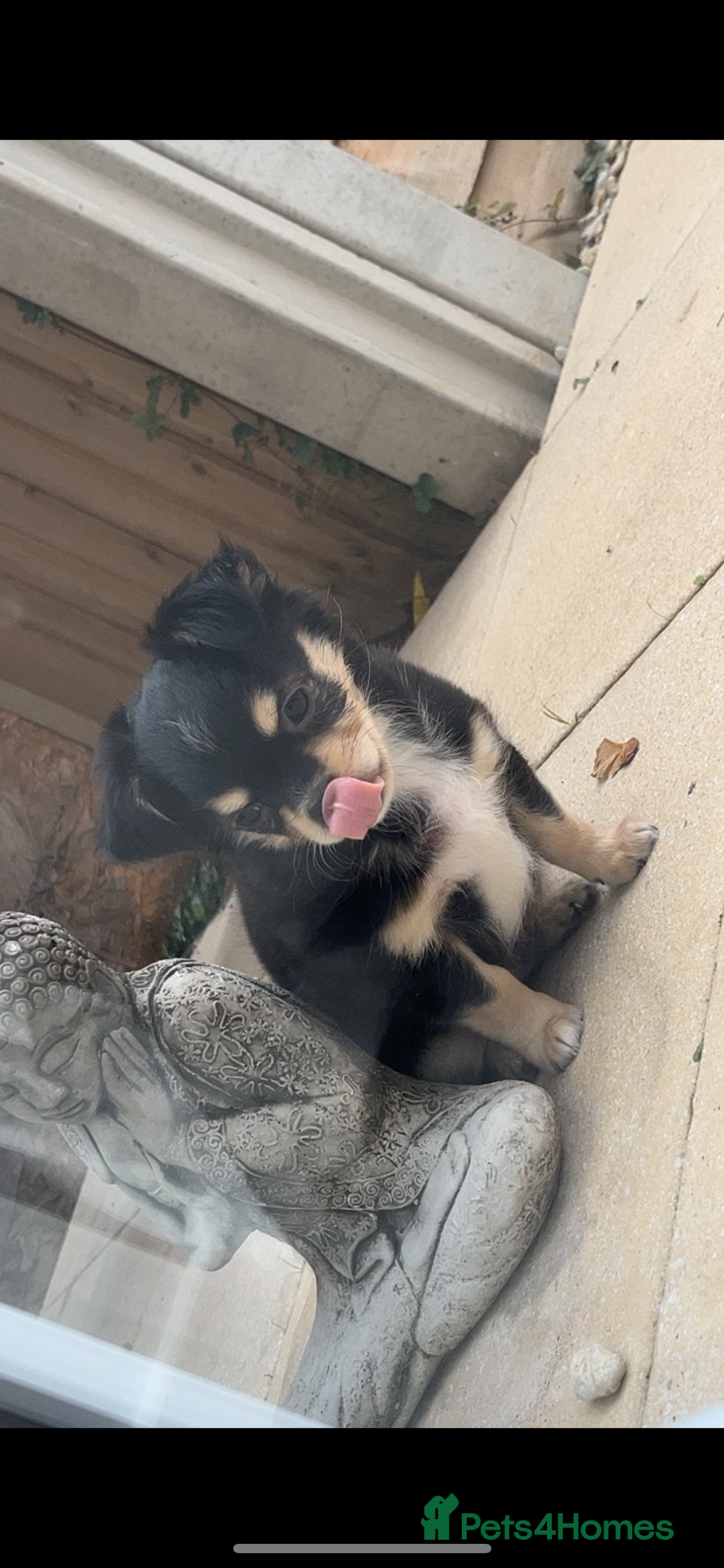 Chihuahua dogs for sale: Long-haired Chihuahua - Image 8