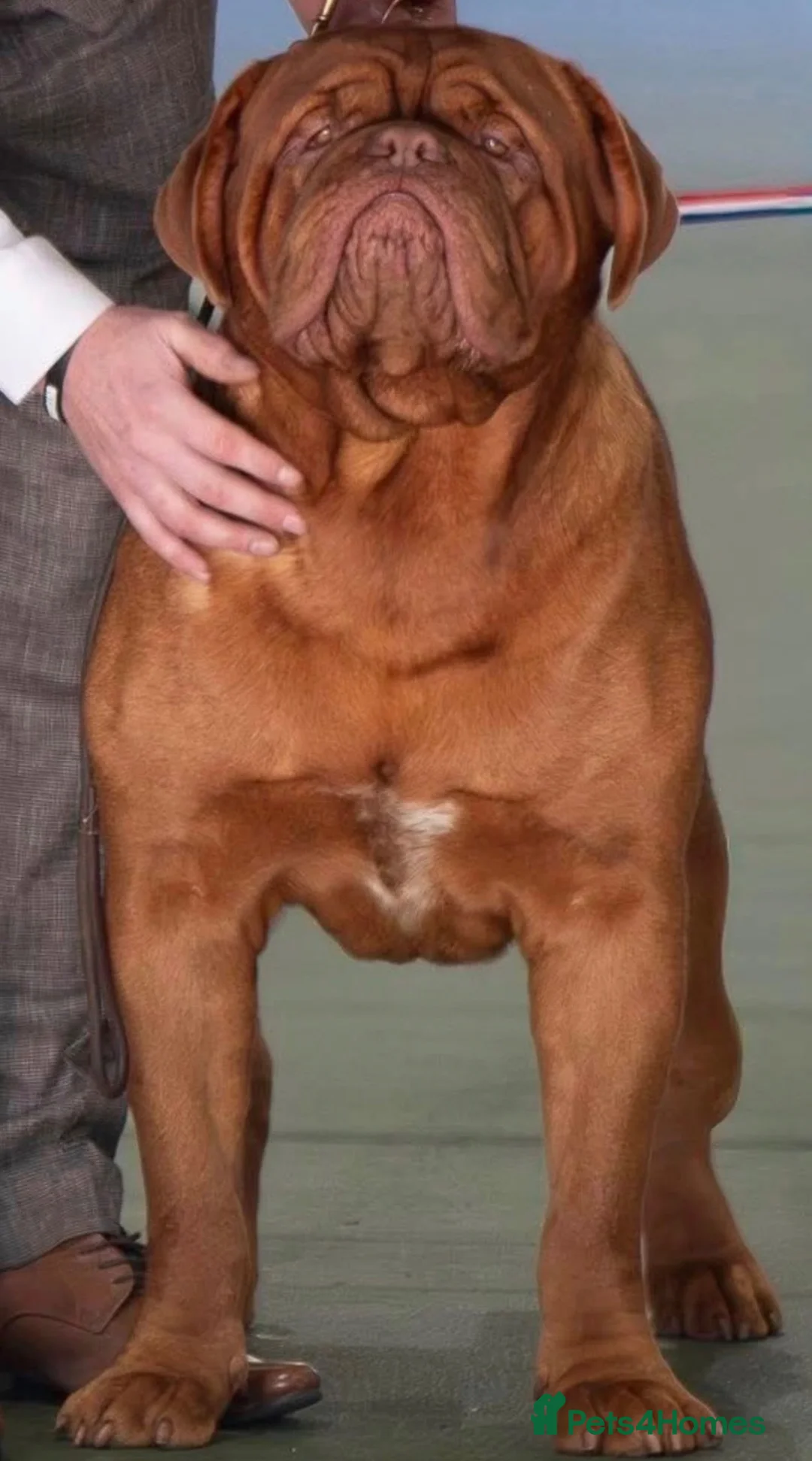 Dogue De Bordeaux dogs for sale: UK CHAMPION SIRED PUPPIES DUE SOON  - Advert 2