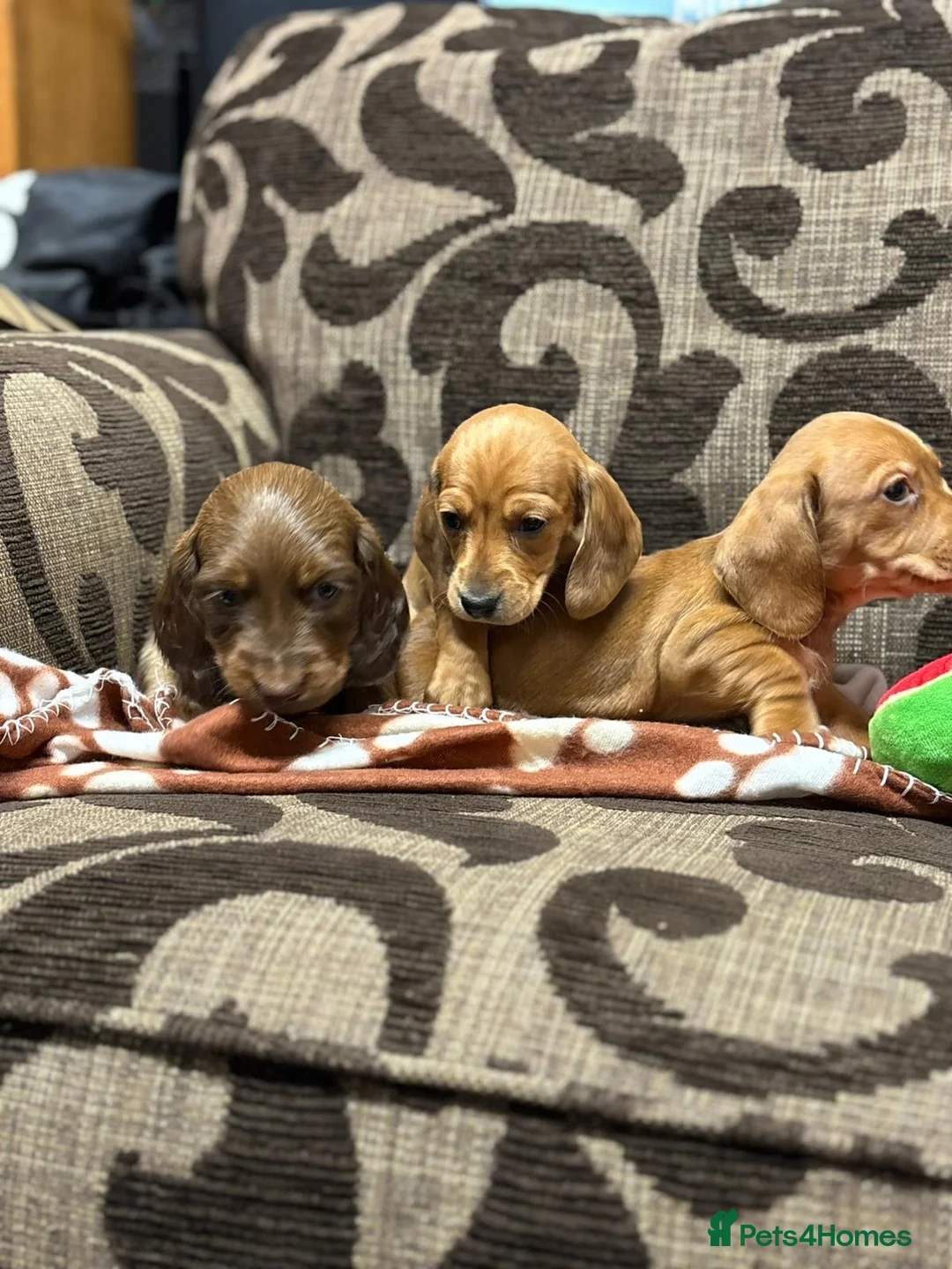 Dachshund dogs for sale: Dachshund Puppies - Advert 4
