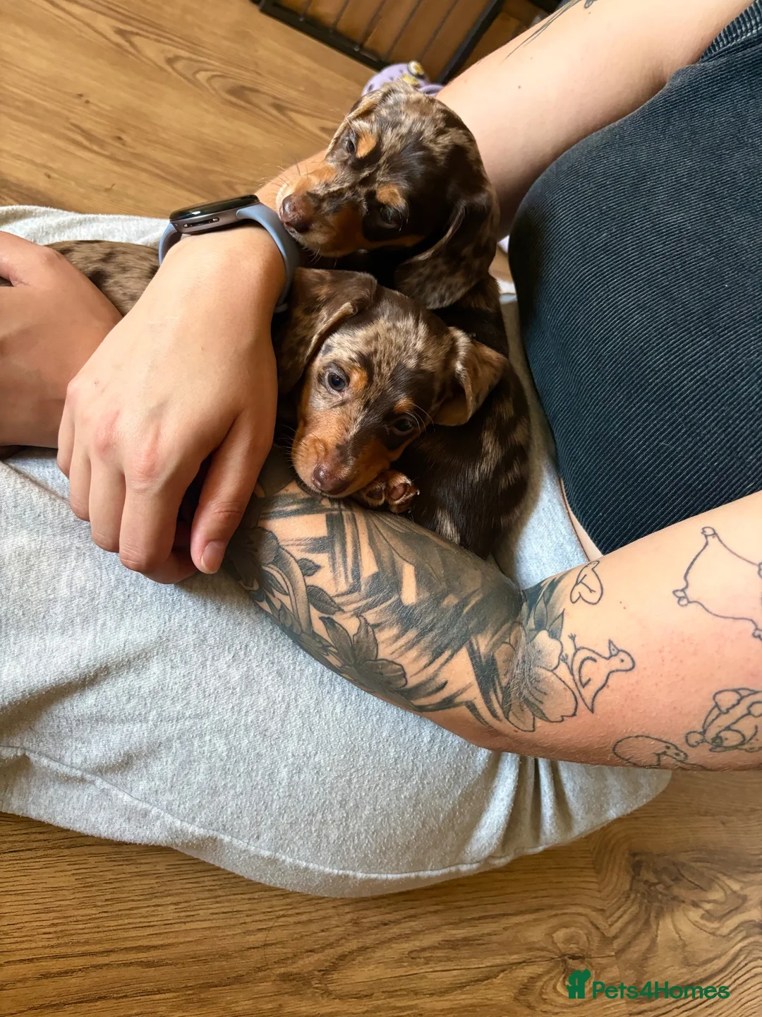 Miniature Dachshund dogs for sale: Miniature Dachshund dapple 1 boy 1 girl  in Skelmersdale - Advert 2