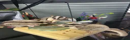 Sugar Glider rodents for sale: Sugar Glider Trio for Sale  - Advert 3