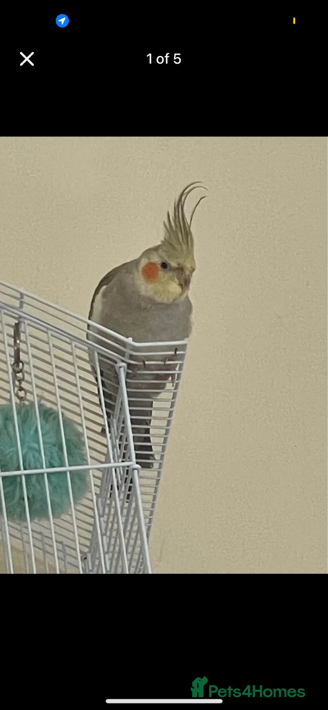 Cockatiels birds for sale: Young male cockatiel in Cheadle - Advert 5