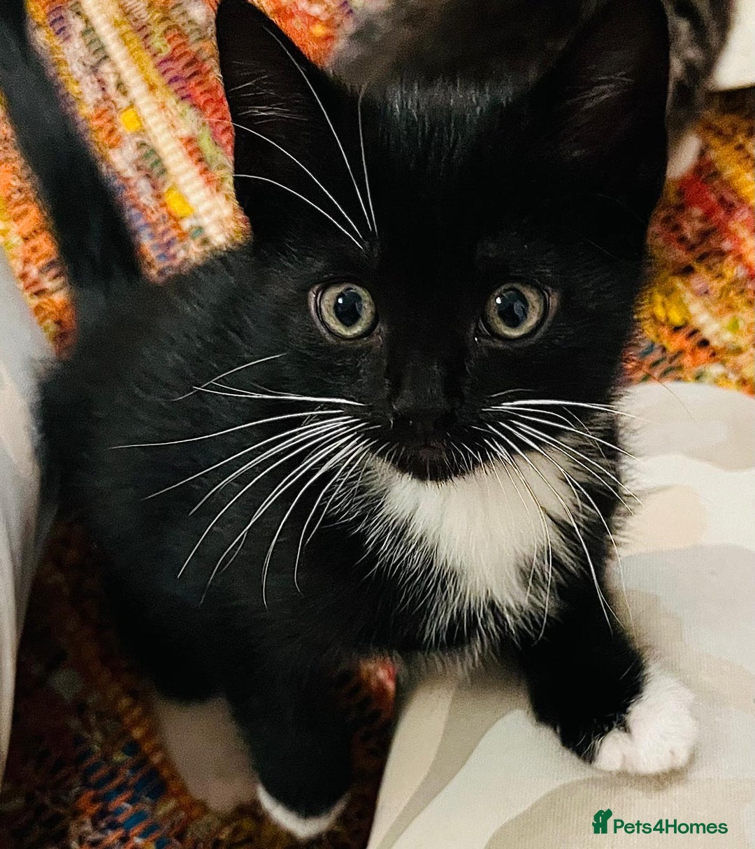 Mixed Breed cats for sale: 5 Gorgeous Happy Babies (Ready to Go) - Image 8