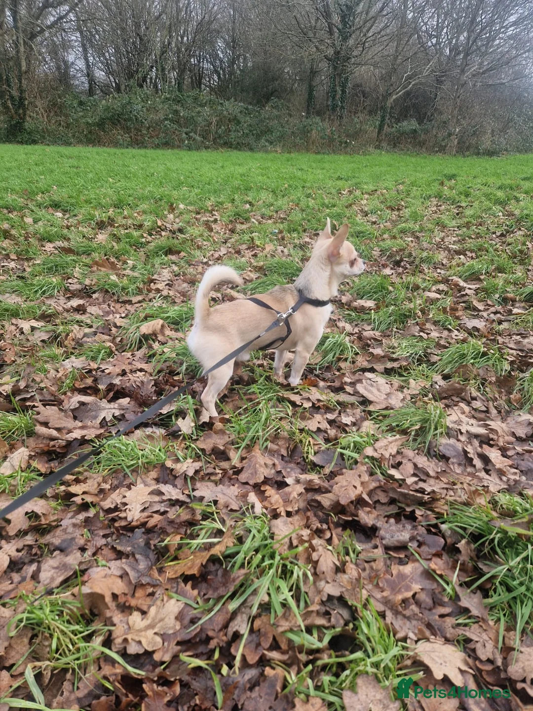 Chihuahua dogs for sale: Elite DNA-Tested Luxury Chihuahua Puppies in Chessington - Advert 13