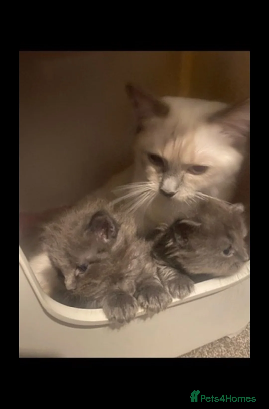 Ragdoll cats for sale: Beautiful 😻😻💖💙 Ragcoons  - Advert 2