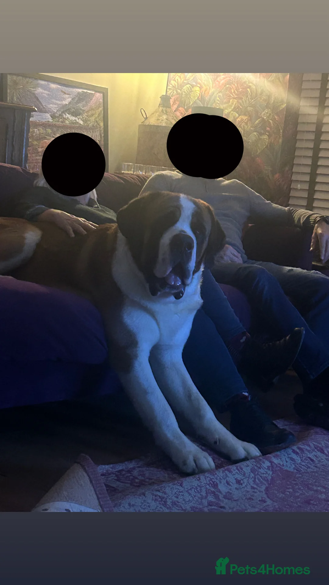 Saint Bernard dogs for stud: Saint Bernard stud - Advert 1