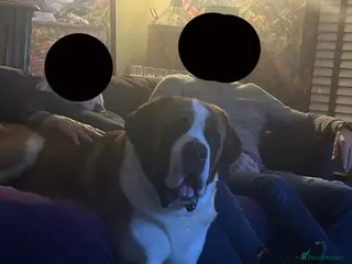 Saint Bernard dogs Saint Bernard stud - Advert 8